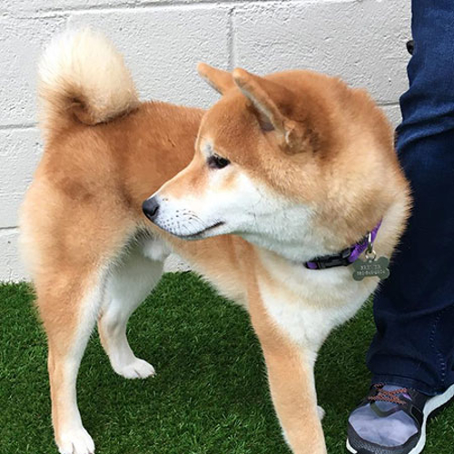 A dog looks behind him